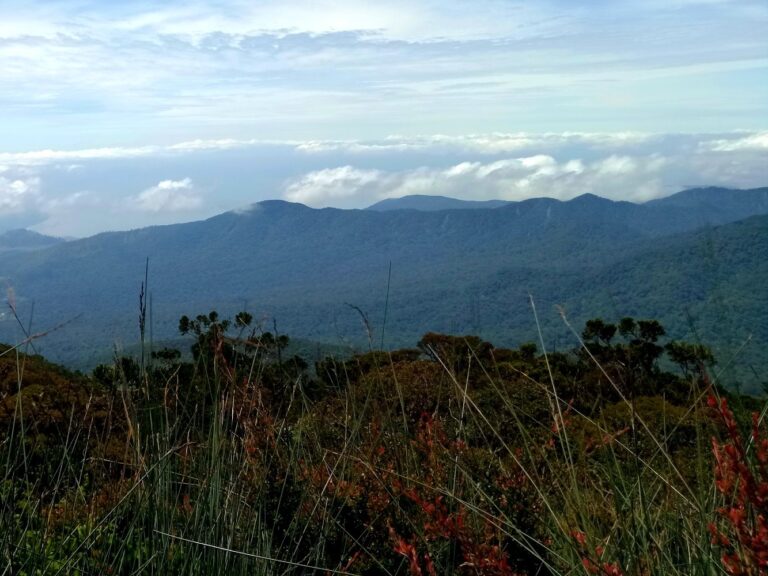 Hutan Pegunungan